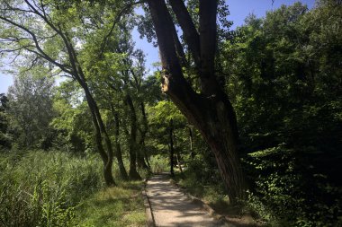 Ağaçların olduğu bir ormanda yol.