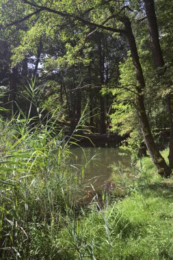 Orman ve göl güneşli bir günde