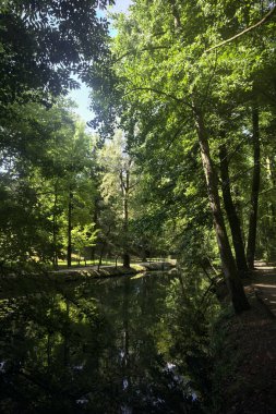Ormanda bir patika