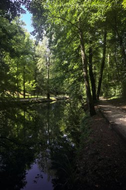Ormanda bir patika