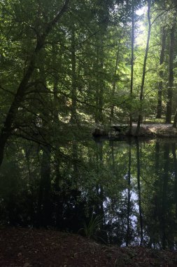 Güneşli bir günde ormandaki bir nehir