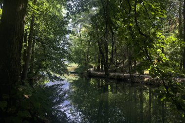 Ormandan geçen bir nehir.