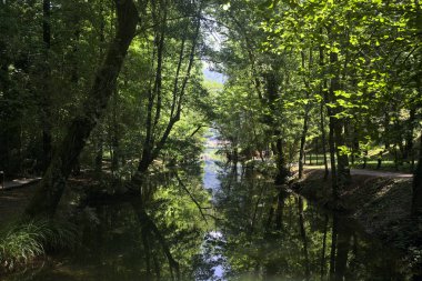 Ormandan geçen bir nehir.