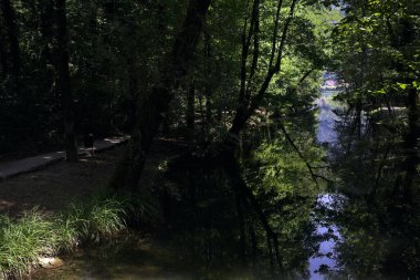 Ormandan geçen bir nehir.