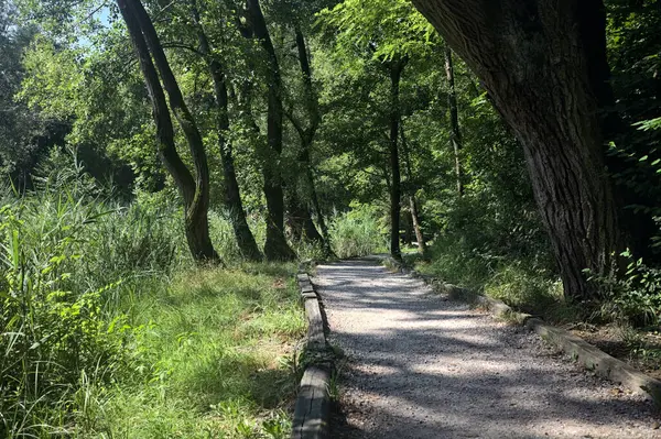 Ağaçların olduğu bir ormanda yol.