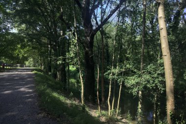 Ormandaki toprak izi.