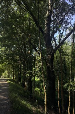 Ormandaki toprak izi.