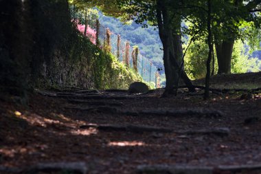 Parkta merdivenli patika