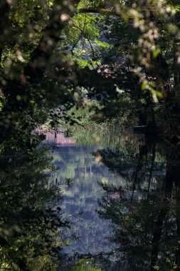 Ormandan geçen bir nehir.