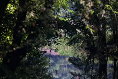 Ormandan geçen bir nehir.