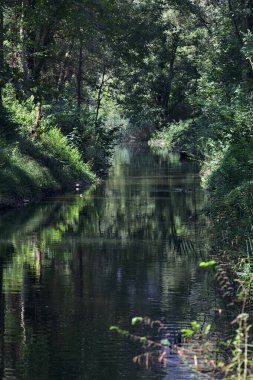 Güneşli bir günde ormandaki bir nehir
