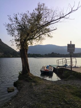 Göl kıyısında eğilmiş bir ağaç.