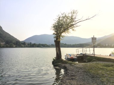 Göl kıyısında eğilmiş bir ağaç.