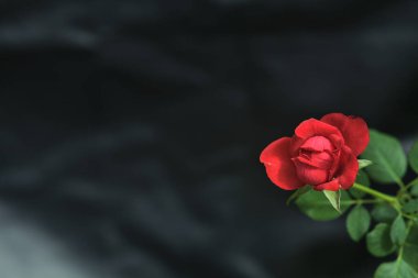 Kırmızı minyatür çiçek açmış