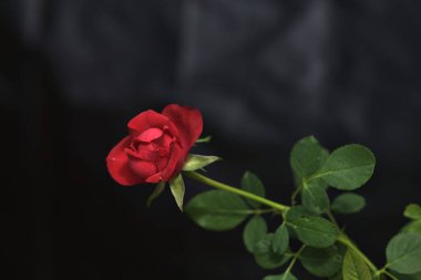 Kırmızı minyatür çiçek açmış