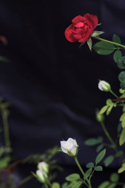 Kırmızı minyatür çiçek açmış