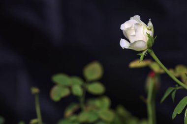 Çiçek açmış beyaz gül