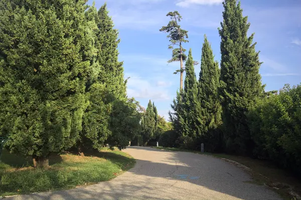 Gün batımında parkta bir patika