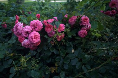 Çiçek açmış toprak örtüsü güller.
