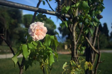 Çiçek açmış bir pergola üzerinde