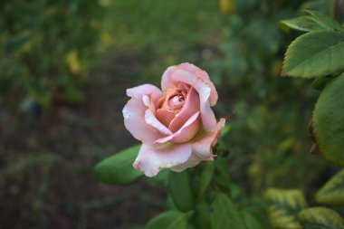 Melez çayı çiçek açtı.