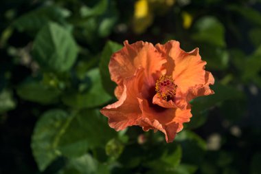 Hibiscus rosa sinensis çiçek açtı