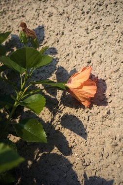 Hibiscus rosa sinensis çiçek açtı