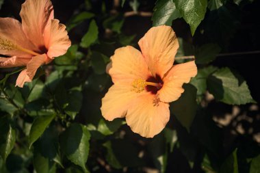 Hibiscus rosa sinensis çiçek açtı