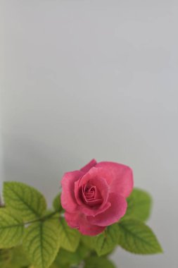 Pembe minyatür çiçek açmış.