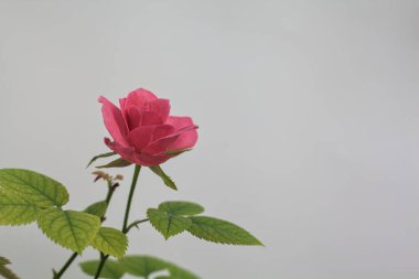 Pembe minyatür çiçek açmış.