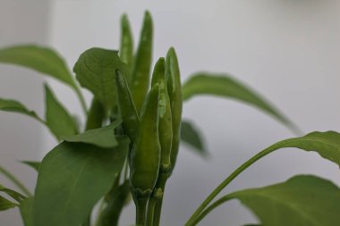 Olgun acı biberler dalda