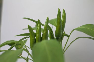 Olgun acı biberler dalda