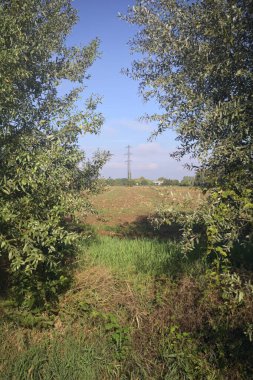 Bir tarla ve bir sütun.