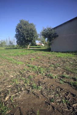 Terk edilmiş bir depo, ağacın yanında.