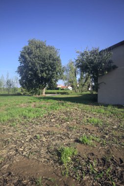 Terk edilmiş bir depo, ağacın yanında.