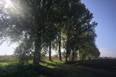 Otlak patika ve ağaçlar