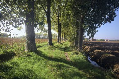 Otlak patika ve ağaçlar