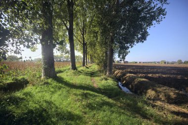 Otlak patika ve ağaçlar