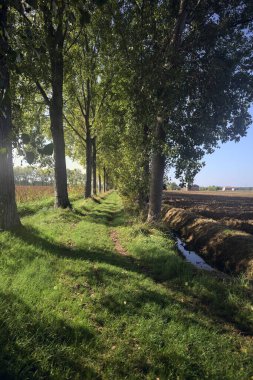 Otlak patika ve ağaçlar