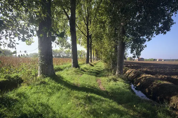 Otlak patika ve ağaçlar