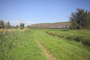 Siperlerle çevrili otlak patika