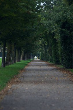 Ağaçların yanında asfalt yol