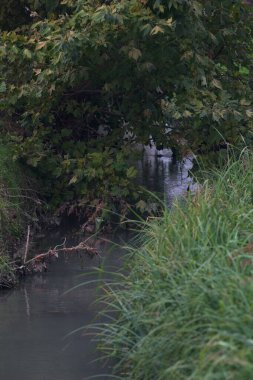 Ağaçların yanında su olan siper