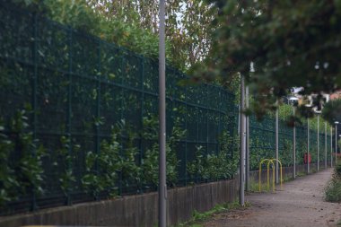 Çitin yanındaki asma.