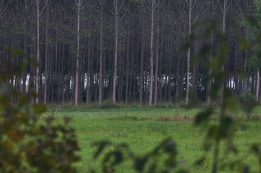 Bulutlu bir günde Birch korusu