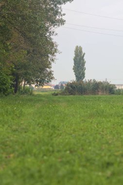 Tarlada otlak bir patika