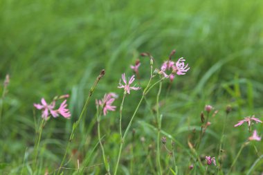 Çiçek açan pembe yabani çiçekler.