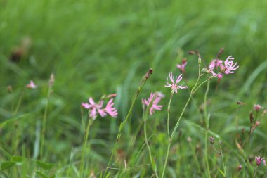 Çiçek açan pembe yabani çiçekler.