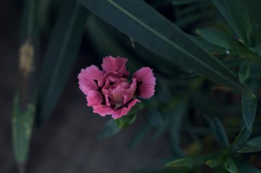 Çiçek açmış pembe karanfil.