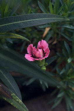 Çiçek açmış pembe karanfil.